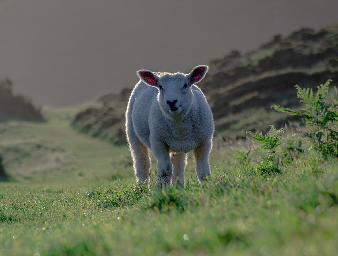 Mum Just exactly where are Ewe_